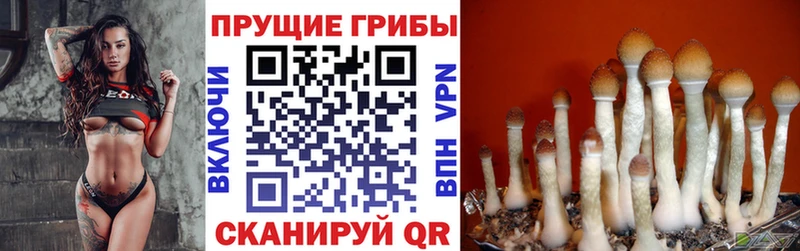 где купить Кемь Галлюциногенные грибы MAGIC MUSHROOMS